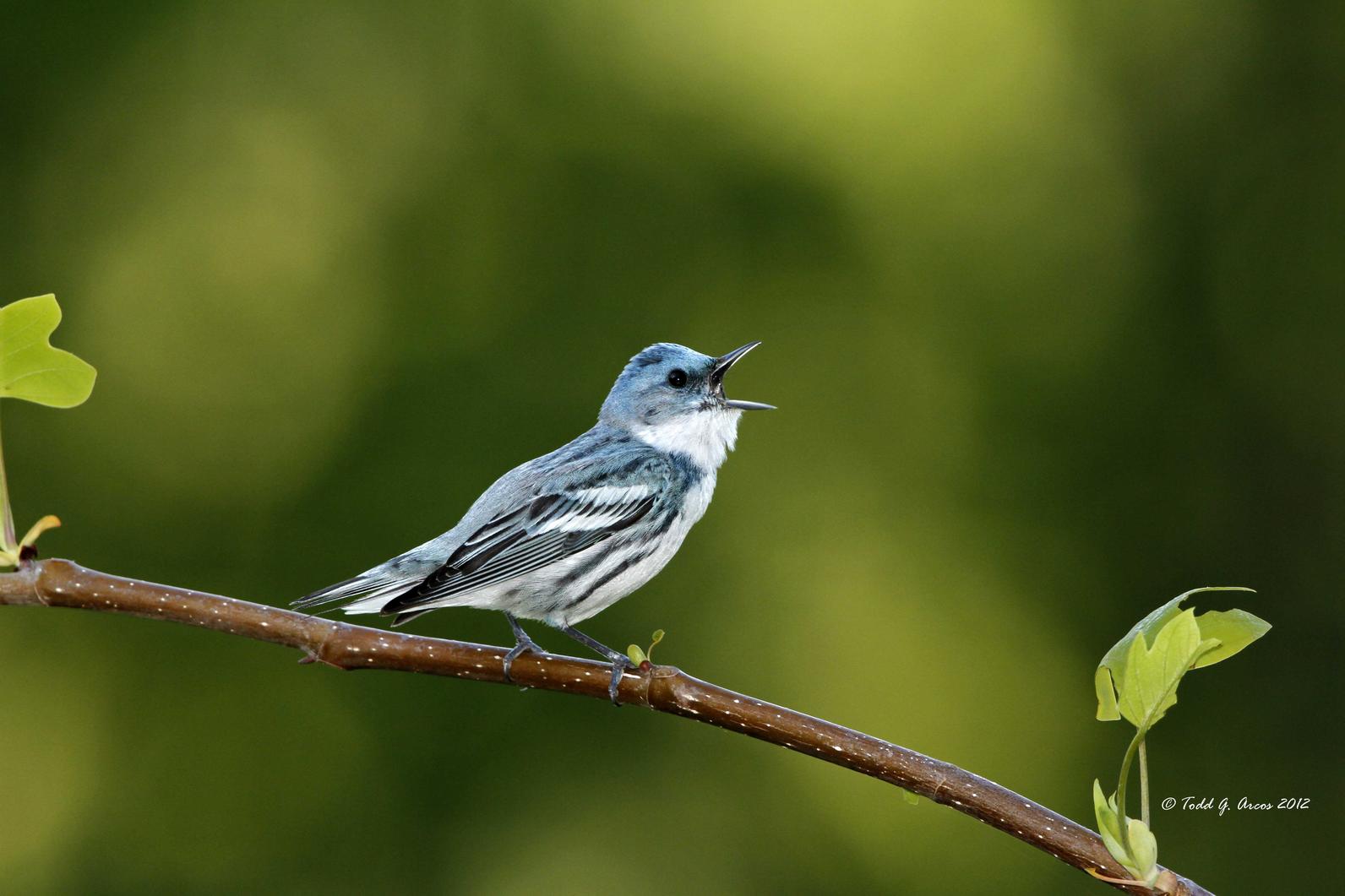 Cerulean Warbler Audubon North Carolina