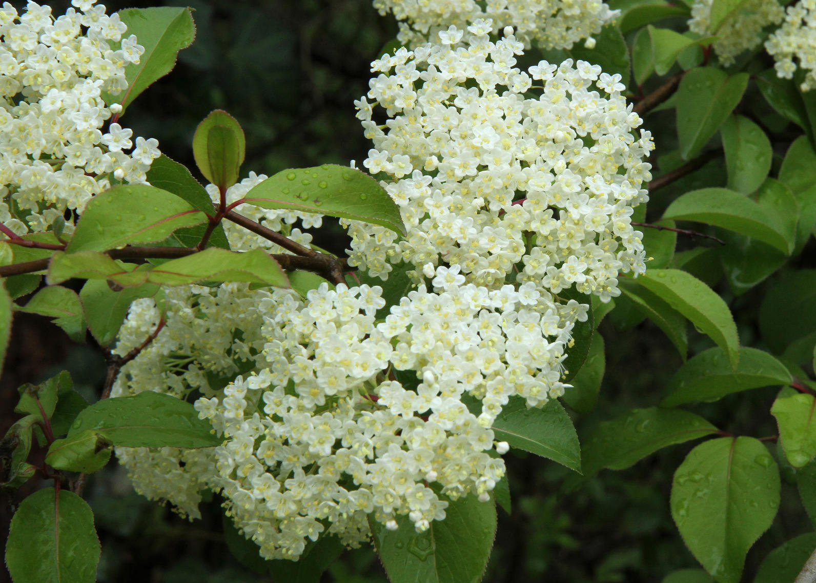 Elect The Bird-Friendly Native Plants of the Year | Audubon North Carolina