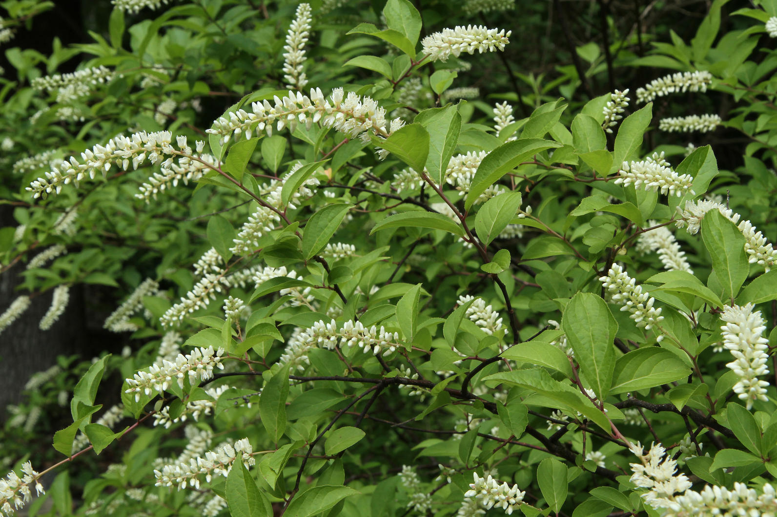 Itea Virginica Itea Virginica by Will Stuart