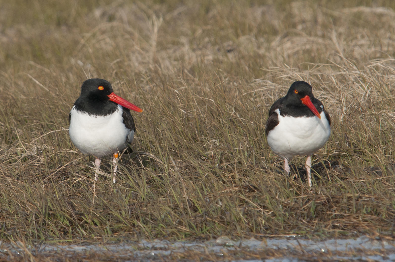 American Oystercatcher | Audubon North Carolina
