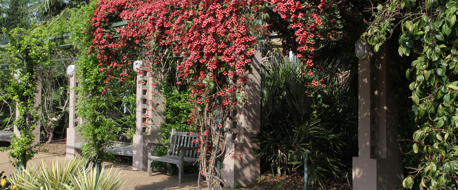 Bignonia capreolata Garden Setting by Will Stuart Bignonia capreolata Garden Setting by Will Stuart
