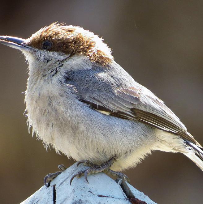 north carolina s bird species threatened by global warming north carolina s bird species threatened by global warming