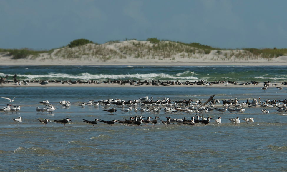 Terns and skimmer staging at Rich Inlet. Terns and skimmer staging at Rich Inlet.