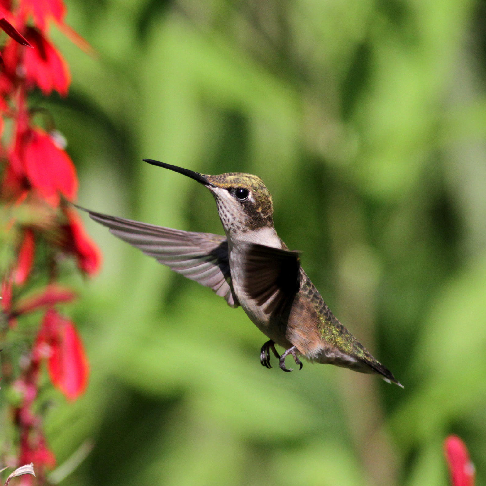 Types Of Birds In North Carolina