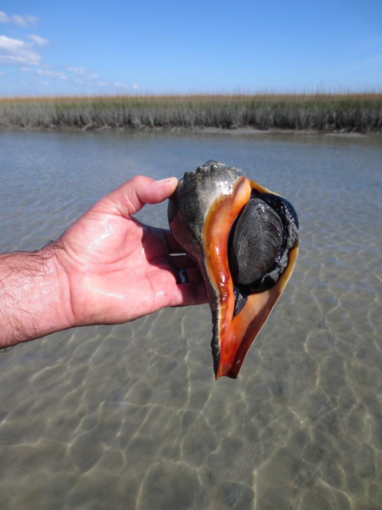 masonboro island iba audubon north carolina