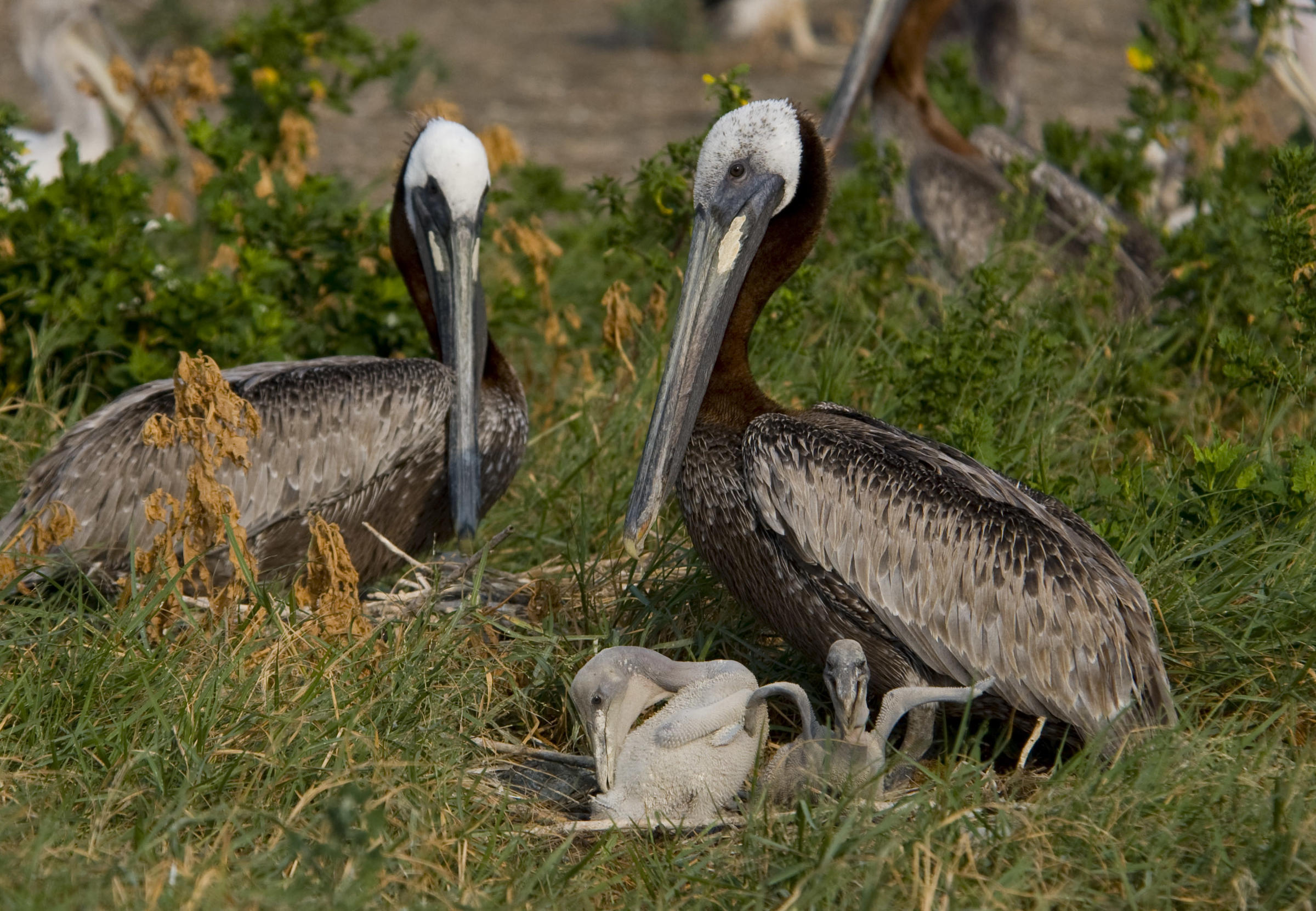 Brown Pelican Audubon North Carolina