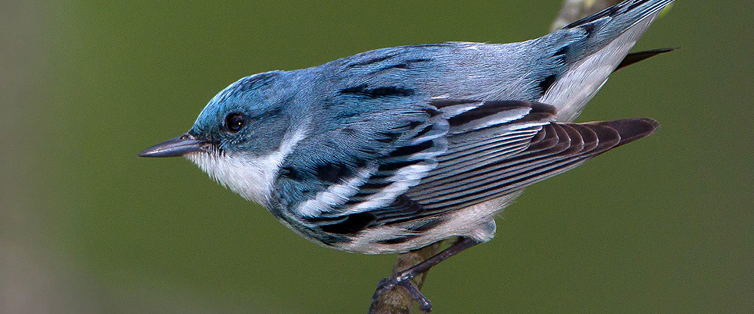 priority birds audubon north carolina priority birds audubon north carolina