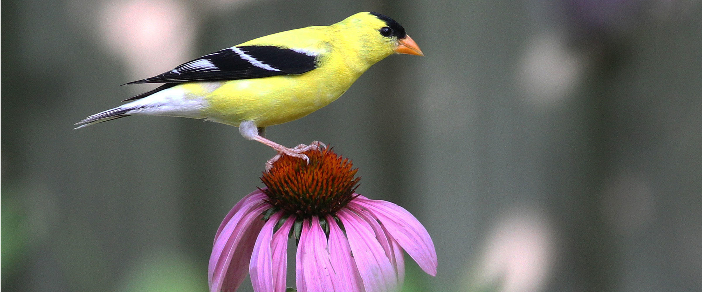 bird friendly native plants of the year program audubon bird friendly native plants of the year program audubon
