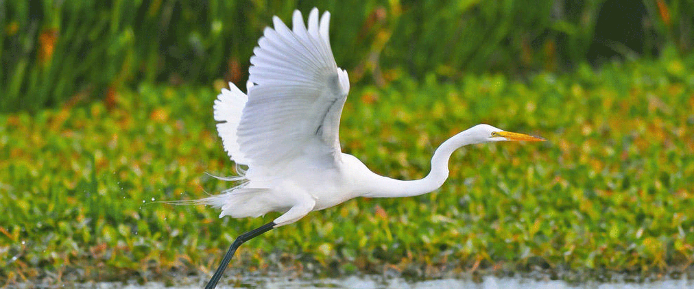 coastal islands sanctuary program audubon north carolina coastal islands sanctuary program audubon north carolina