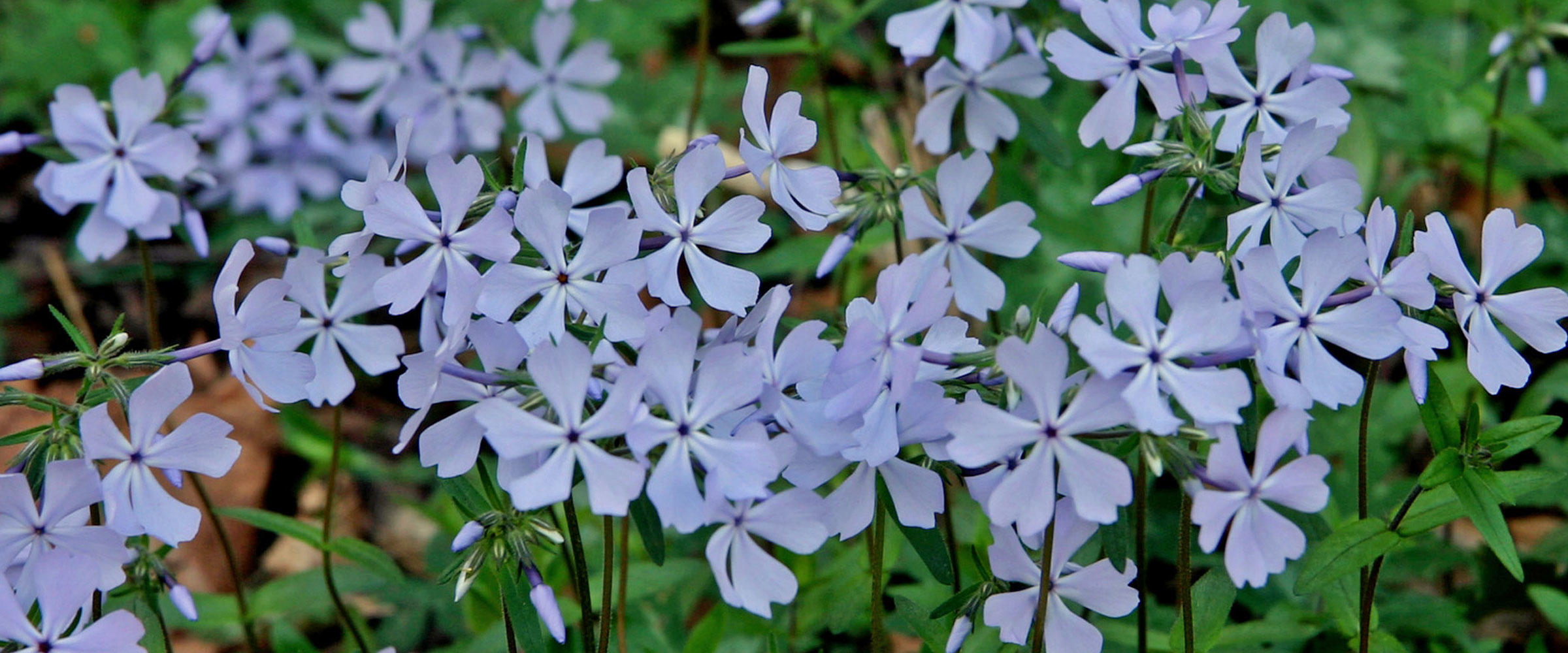 400-bird-friendly-native-plants-for-north-carolina-audubon-north-carolina