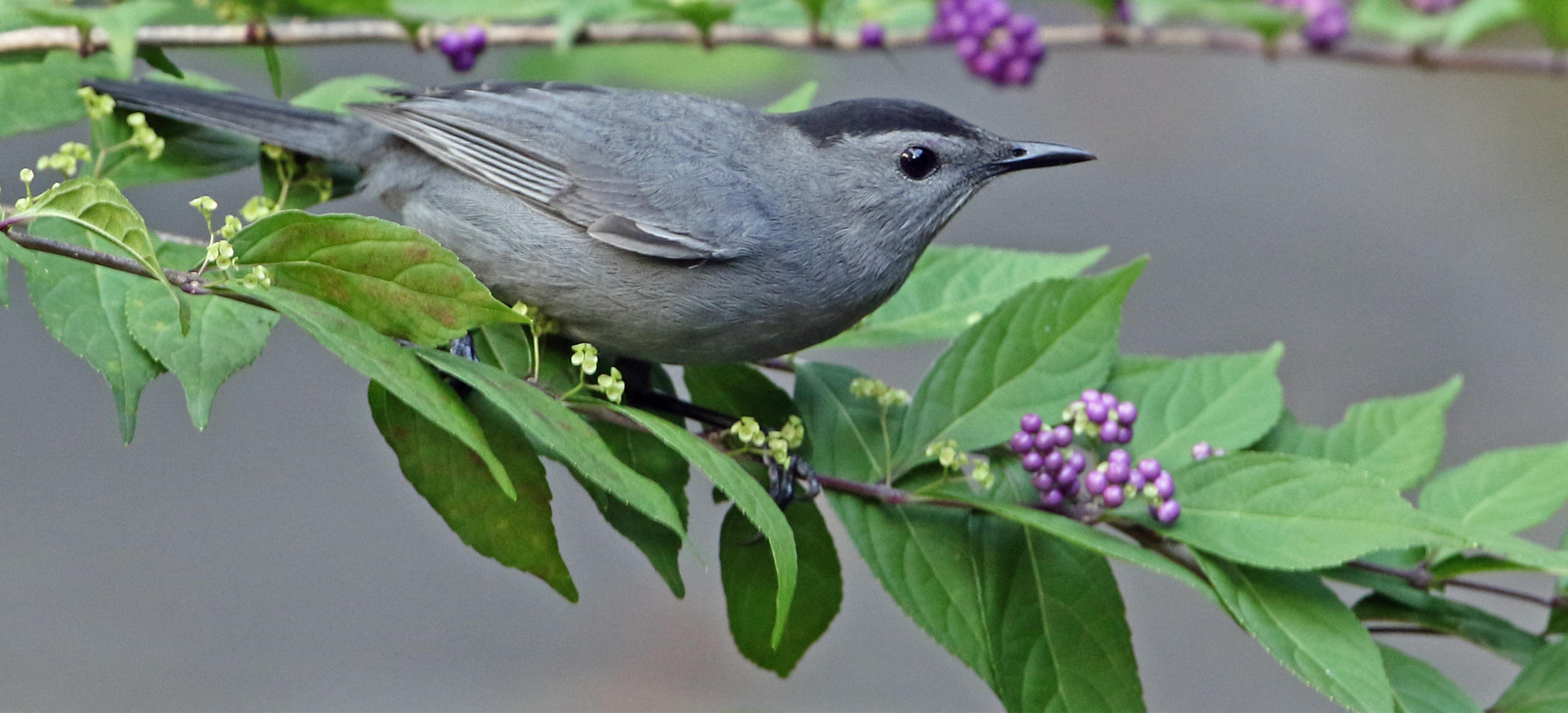 These Bird-Friendly Native Plants Are Berry Special | Audubon North ...