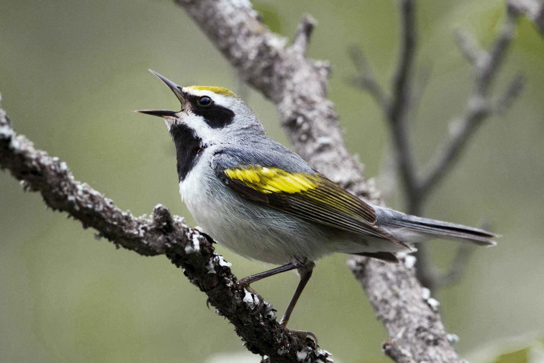 saving-north-carolina-s-climate-threatened-birds-audubon-north-carolina