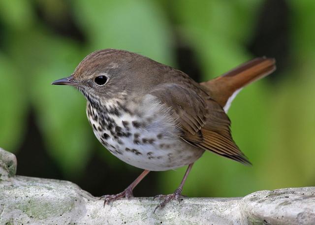 Creating a Bird-Friendly Backyard | Audubon North Carolina