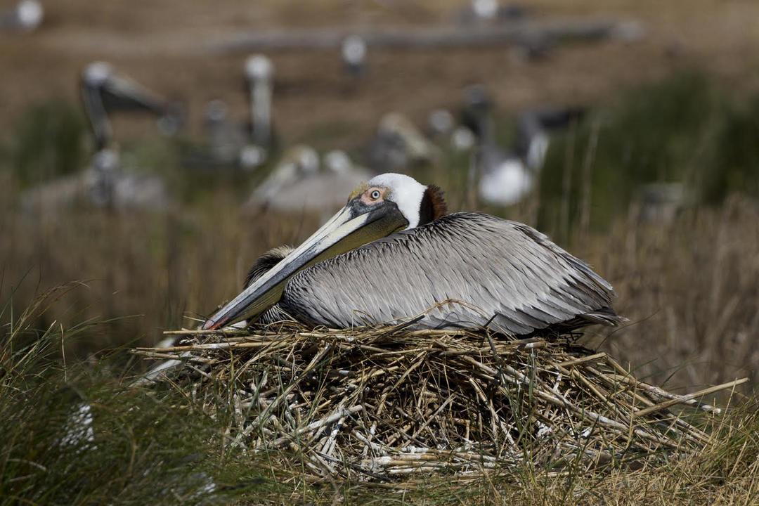 Nest Watch in 360: Pelicans, Terns and Ibis | Audubon North Carolina