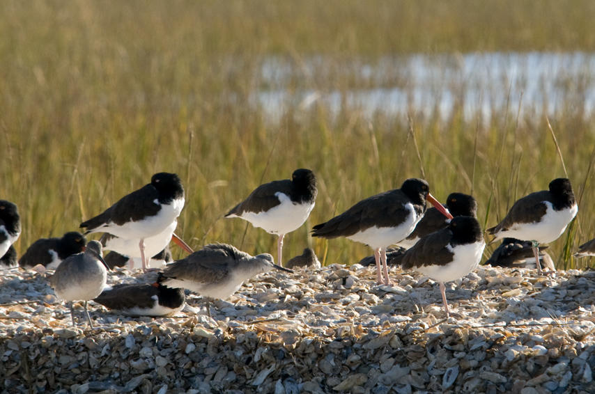 oystercatcher class of 11 still using the cape fear river oystercatcher class of 11 still using the cape fear river