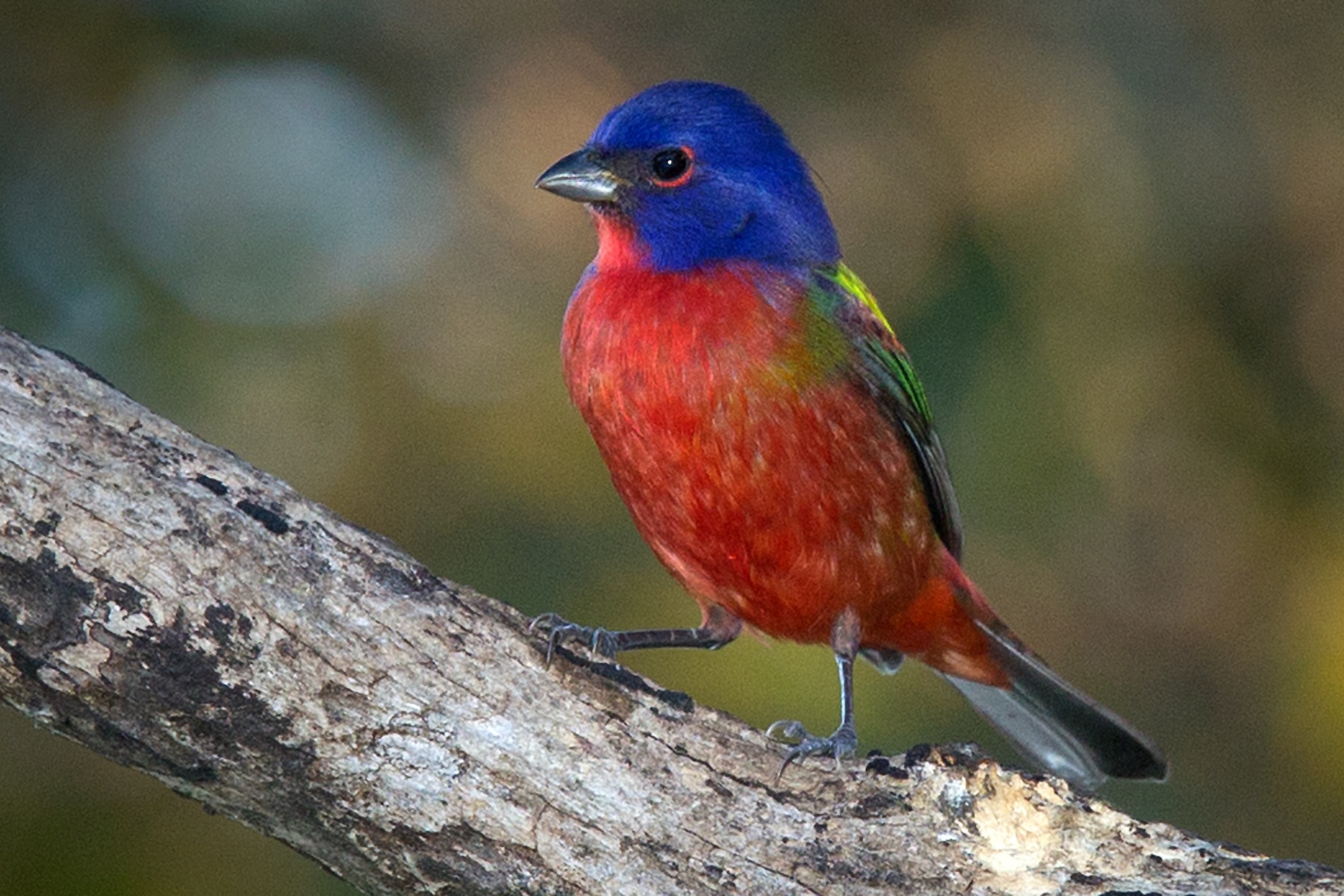 Painted Bunting male by Donald Mullaney