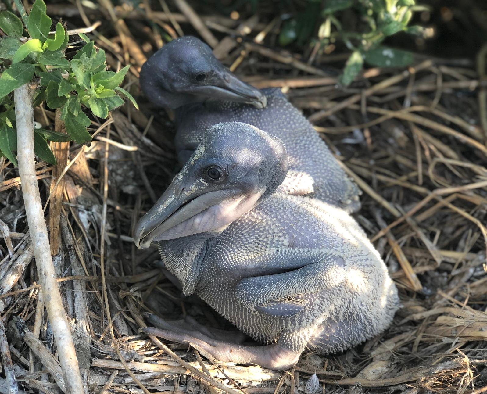 Pelican Banding 101 Mind The Beak Audubon North Carolina