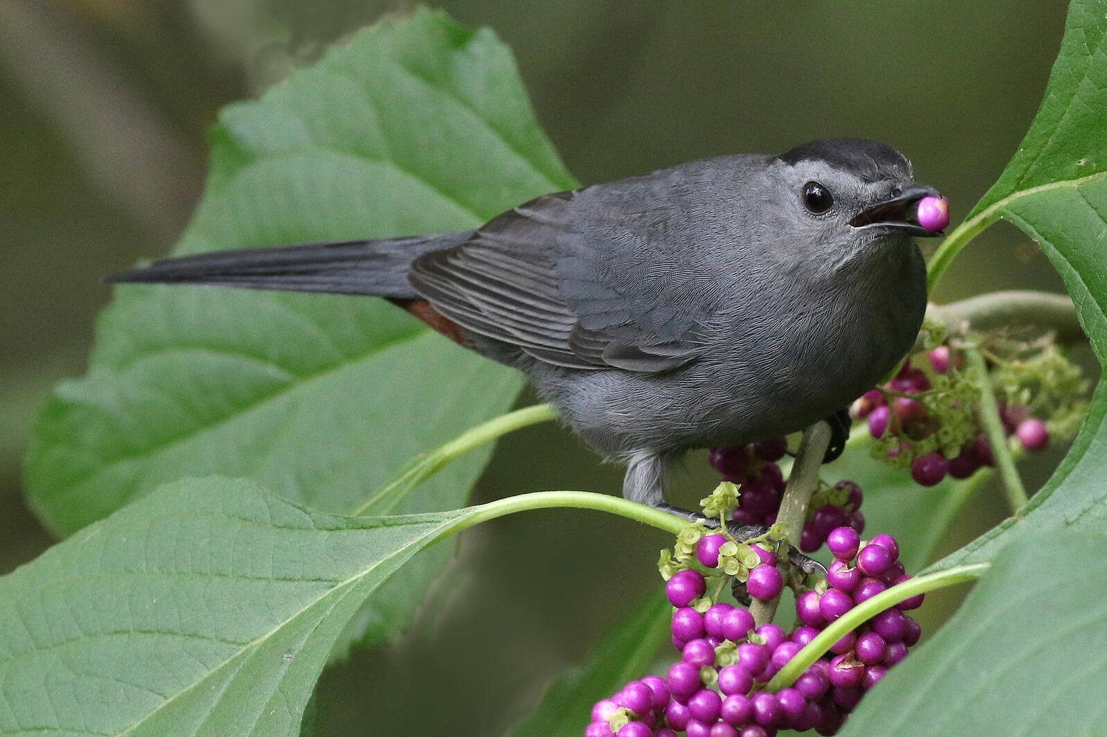 Gray Catbird in american beautyberry with a berry in its beak
