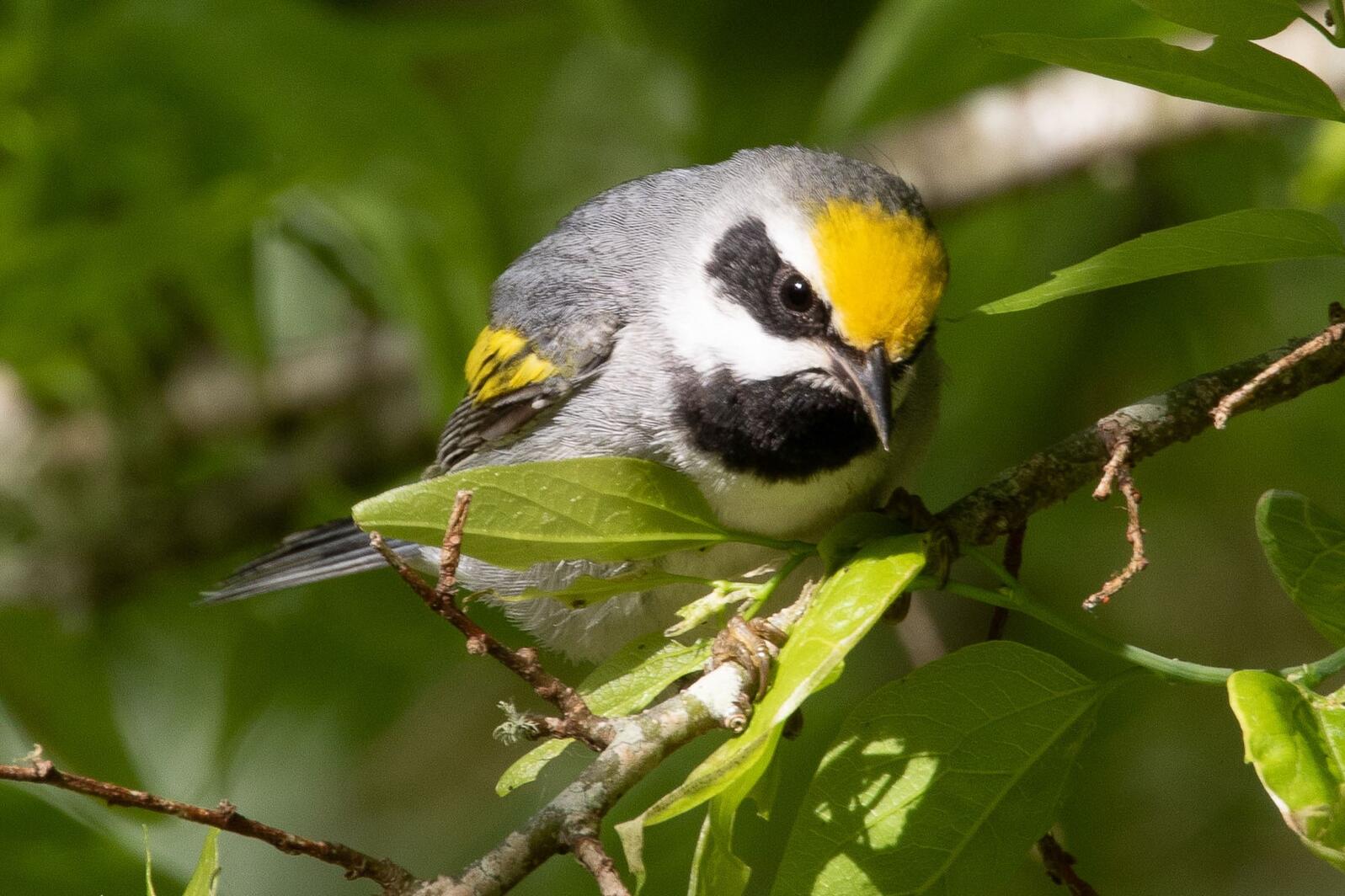 A small white bird with a yellow forehead peers closely at a green leaf.