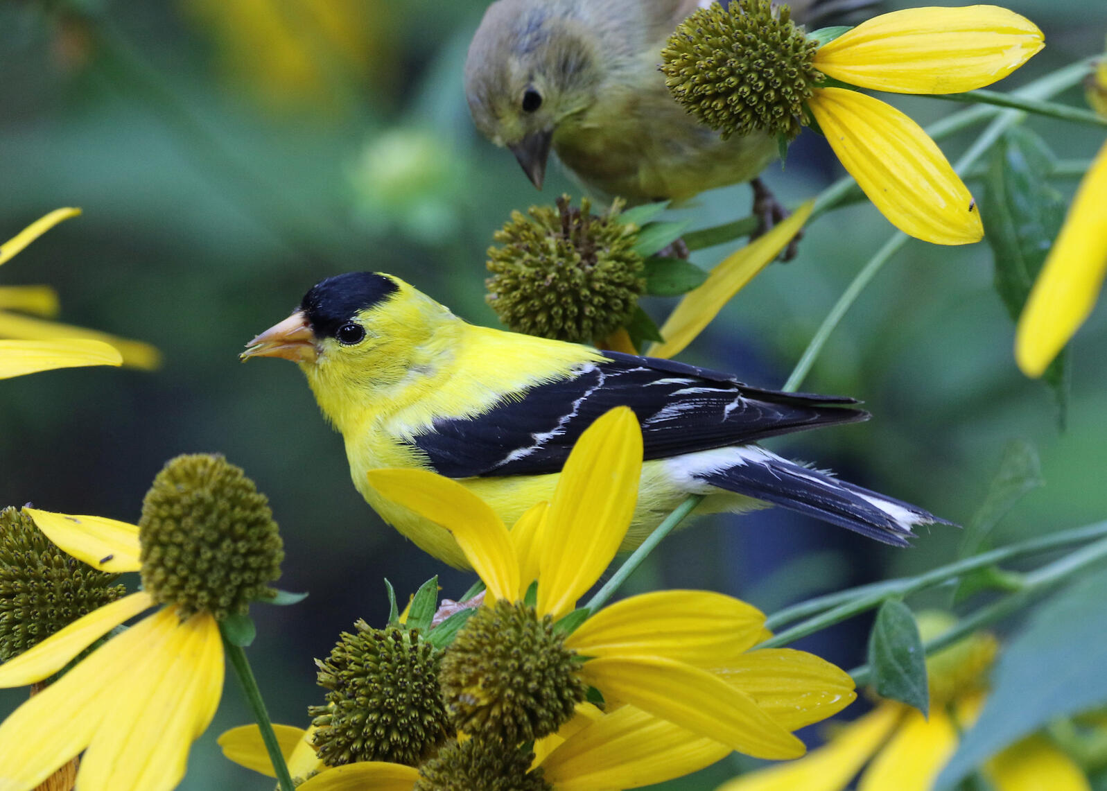 American Goldfinches (one male and one female) perched on Green-headed Coneflowers