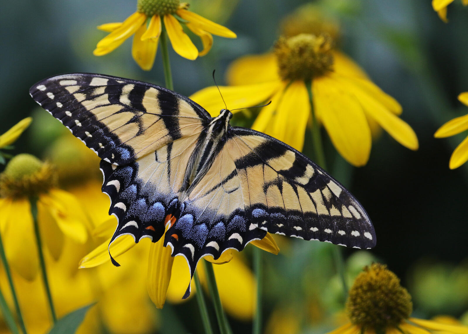 Tiger Swallowtail Female on Green-headed Coneflower. Photo: Will Stuart/Flickr