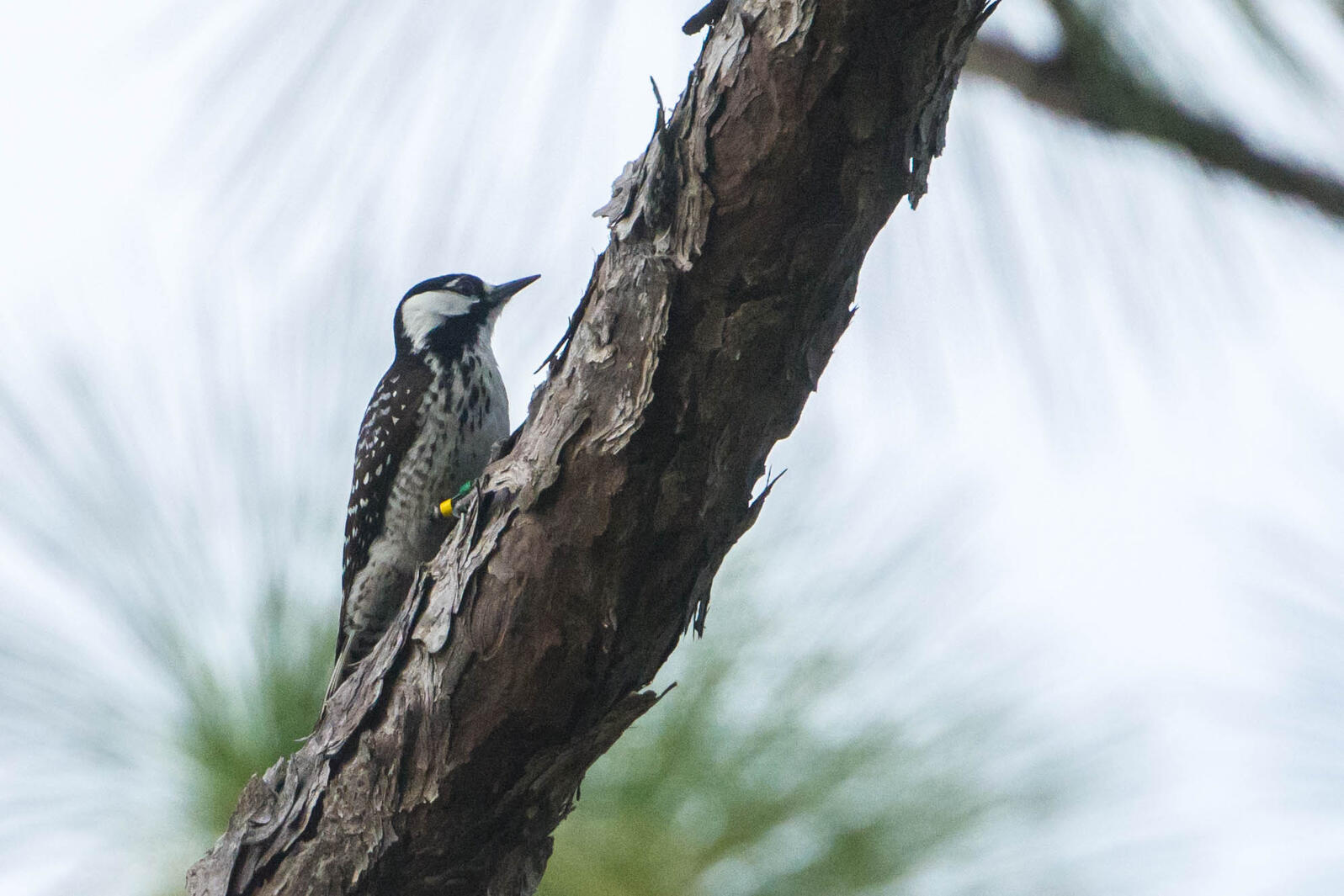 White and black woodpecker on the limb of a pine tree.