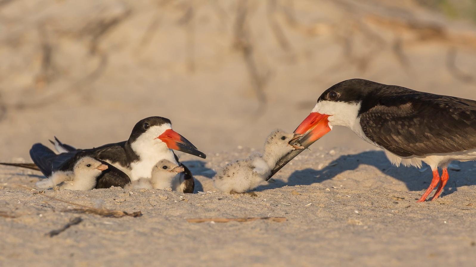 Black Skimmers and chicks.
