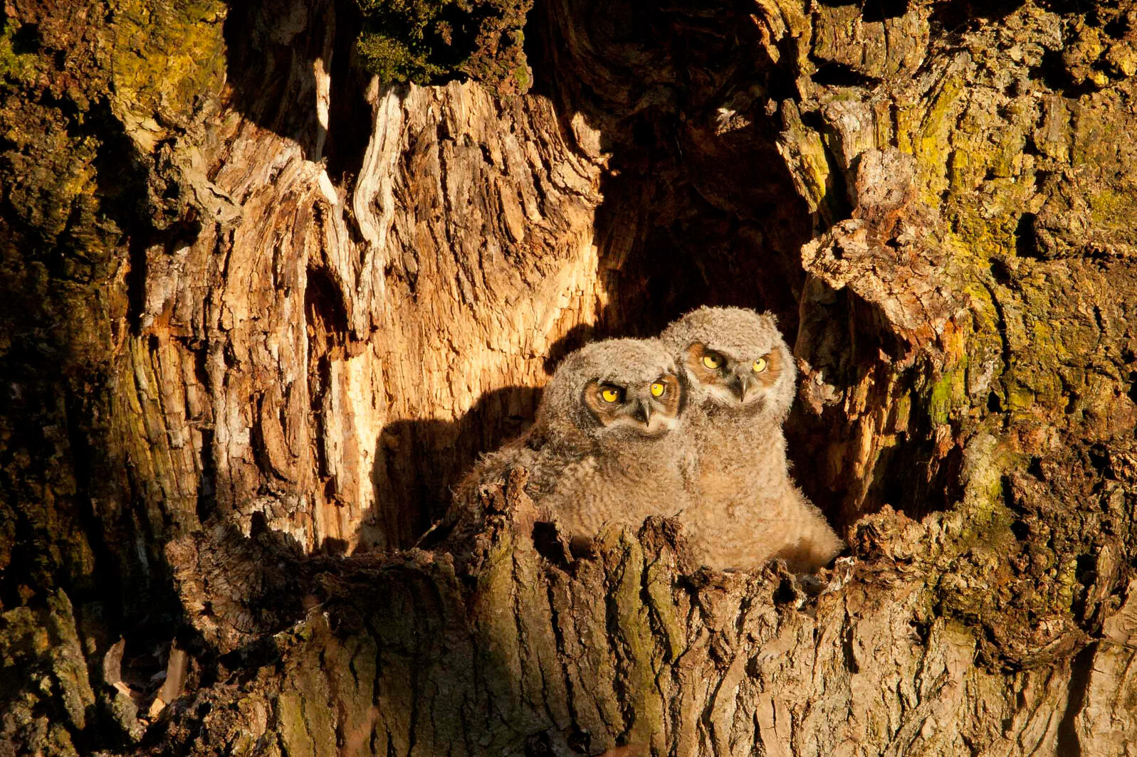 Great Horned Owlets.