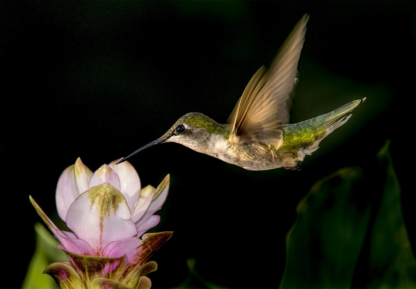 Ruby-throated Hummingbird hovering over a flower