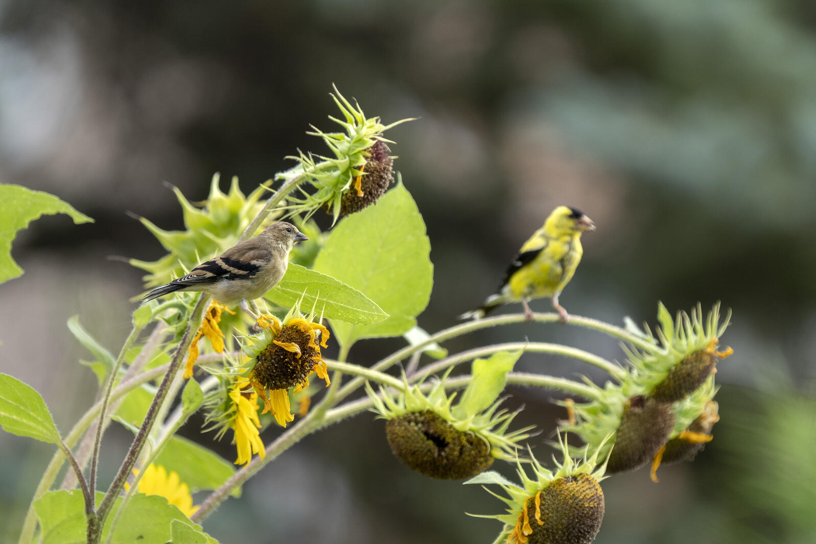 American Goldfinches, male and female,  eat seeds from Helianthus annuus (Common Sunflower). Photo: Evan Barrientos/Audubon