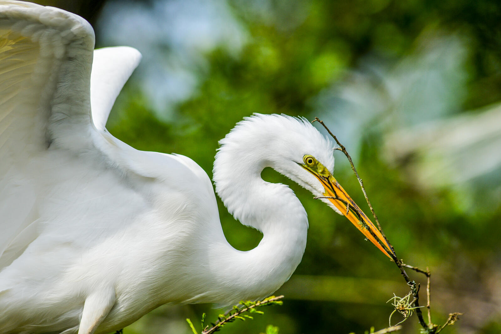 Great egret with nesting material in its beak