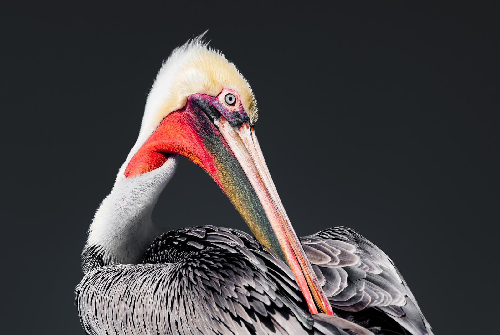 Why You Shouldn T Feed Pelicans Audubon North Carolina