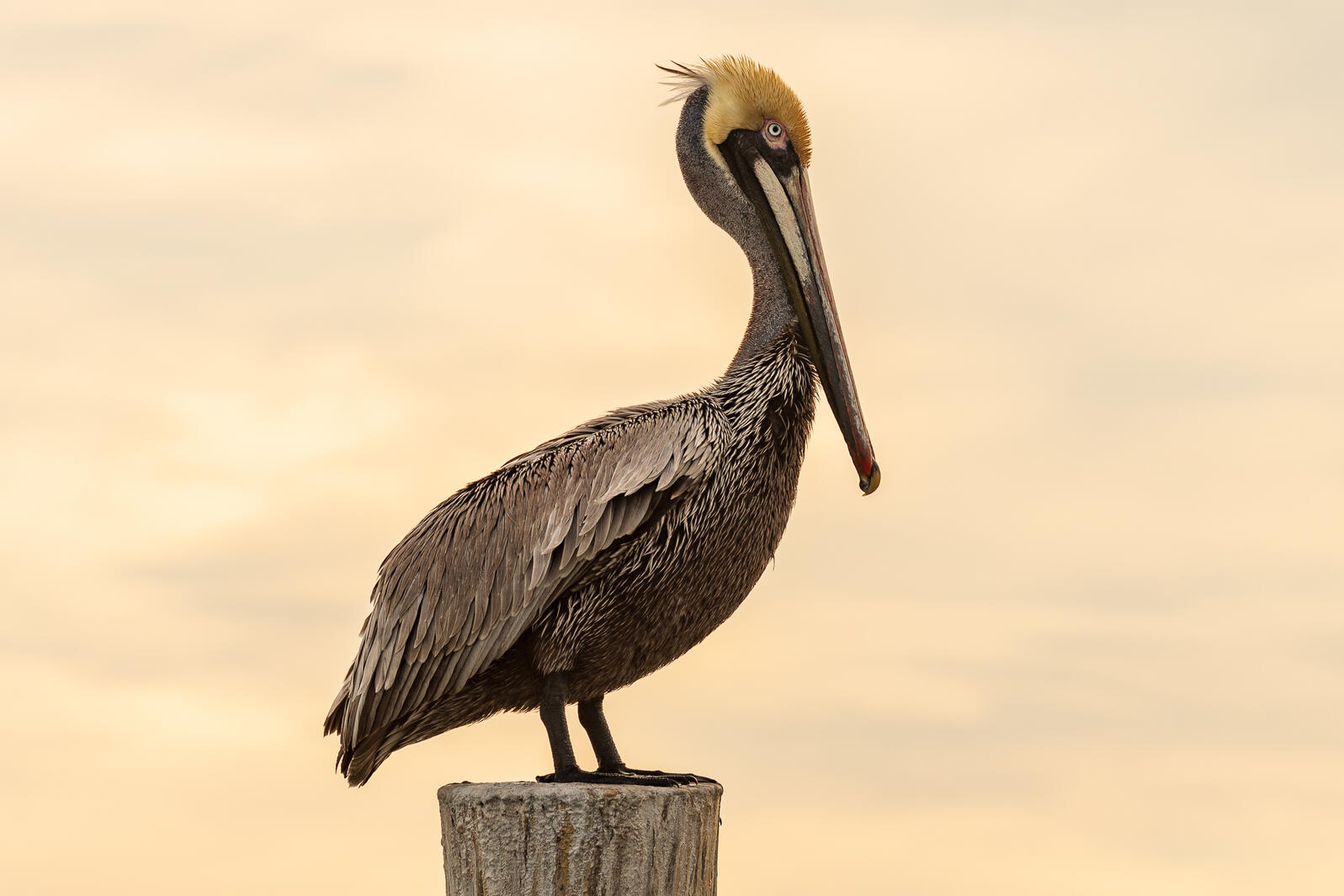 Brown Pelican on a dock.