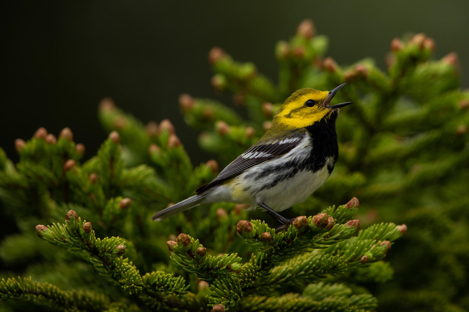 A yellow songbird perches in a conifer.