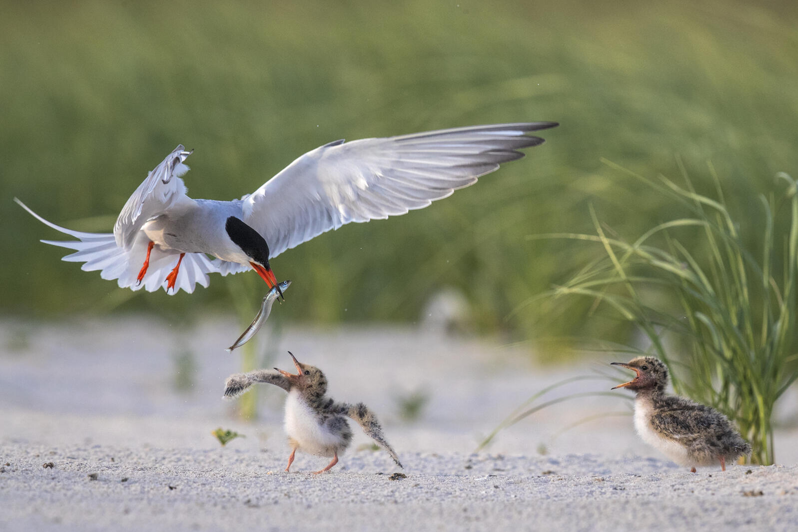 A seabird feeds two chicks.