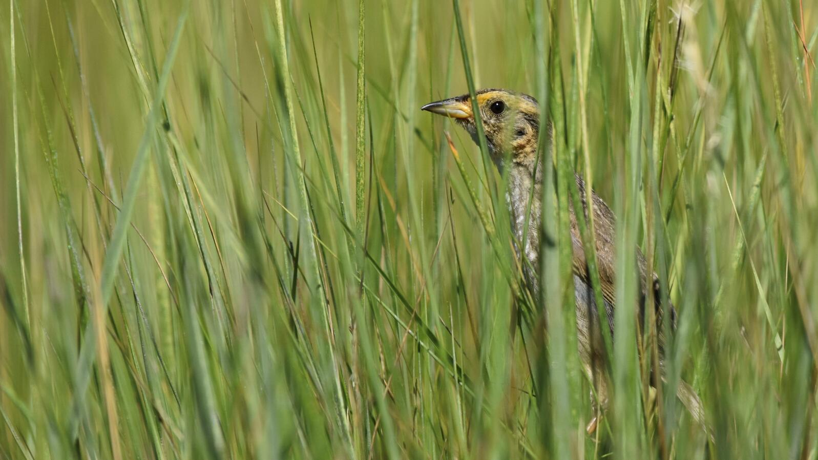 A songbird perches in thick green grass.