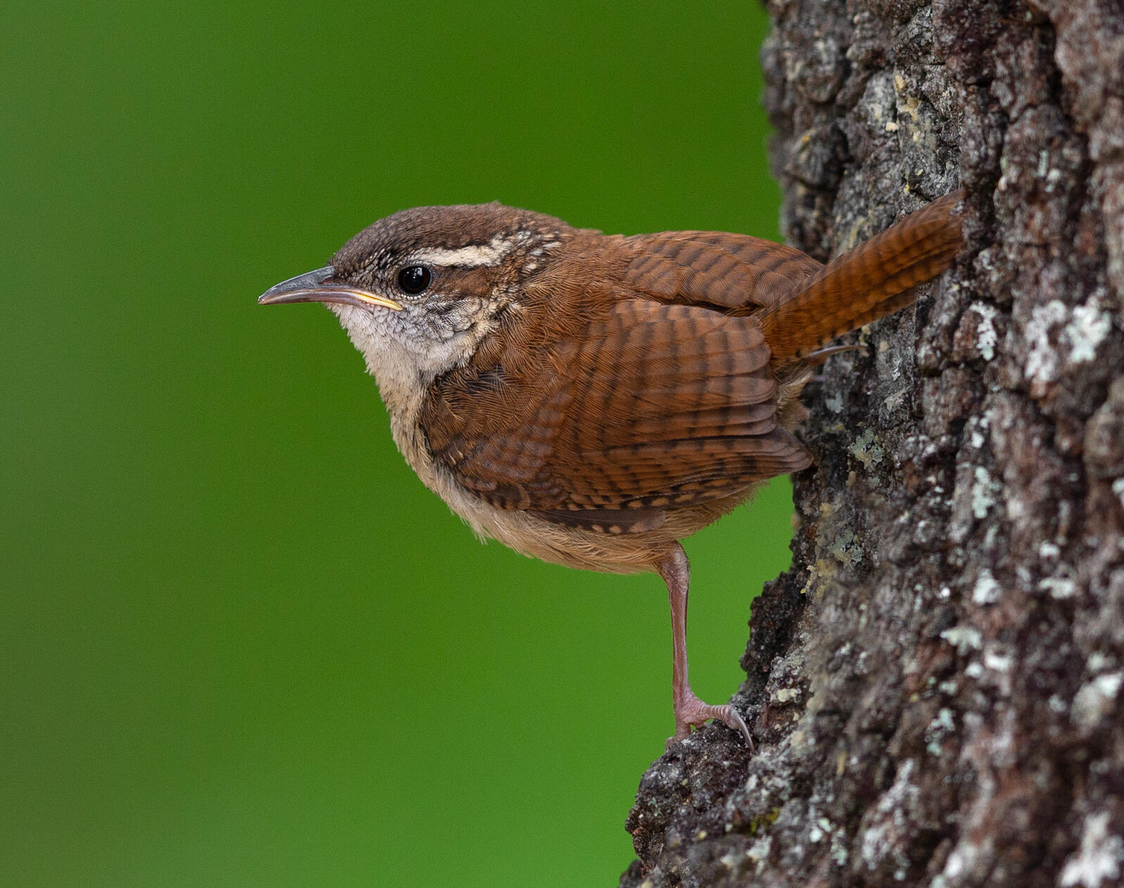 Carolina Wren, juvenile, on an oak tree. Photo: Gary Flanagan/Audubon Photography Awards