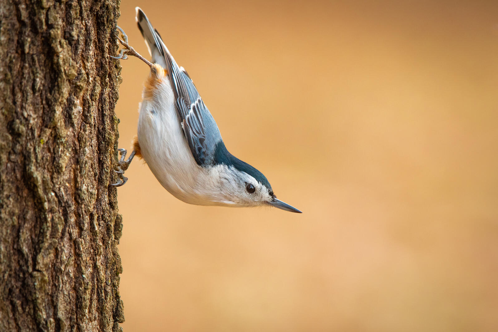 White-breasted Nuthatch. Photo: Doug Dearinger/Audubon Photography Awards