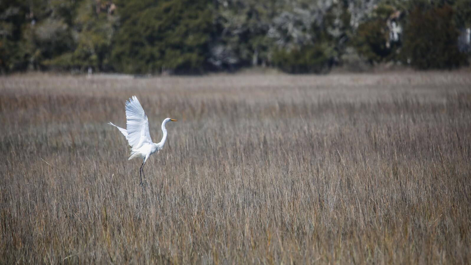 An egret takes flight in the marsh.