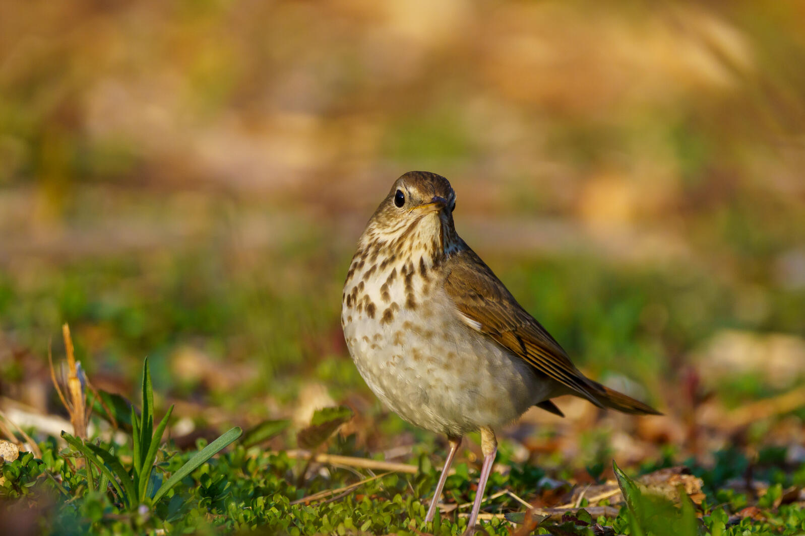 Hermit Thrush foraging for food