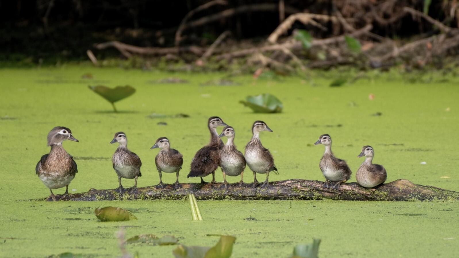 Wood Ducks