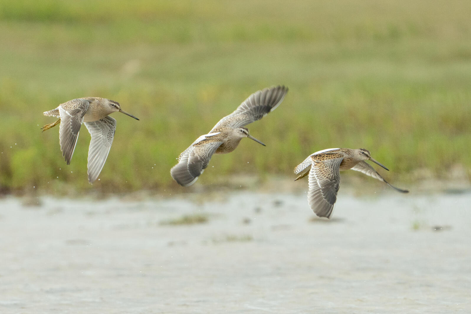 Short-billed Dowitcher. Photo: Sydney Walsh/Audubon