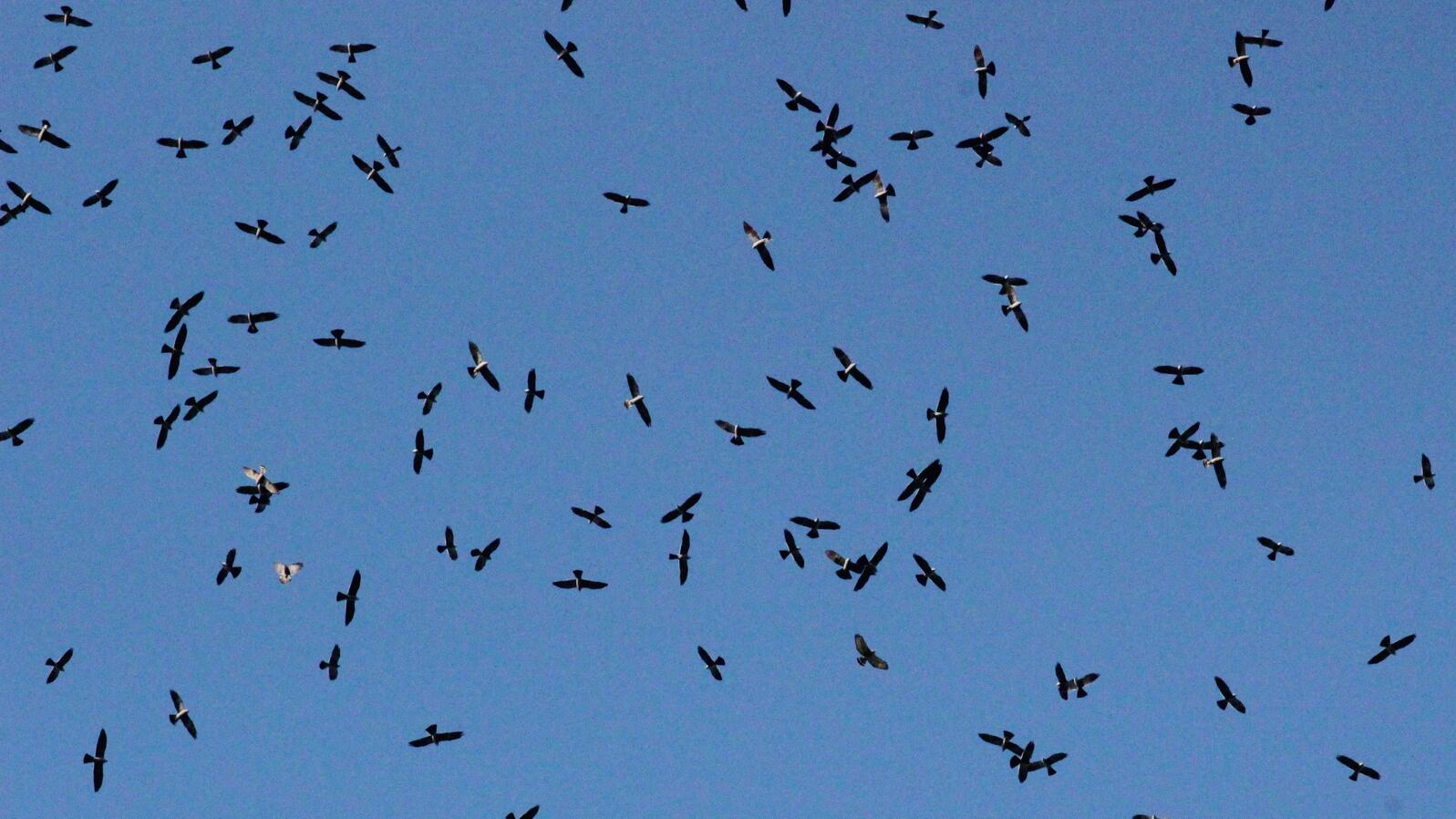 A kettle of hawks and kites.