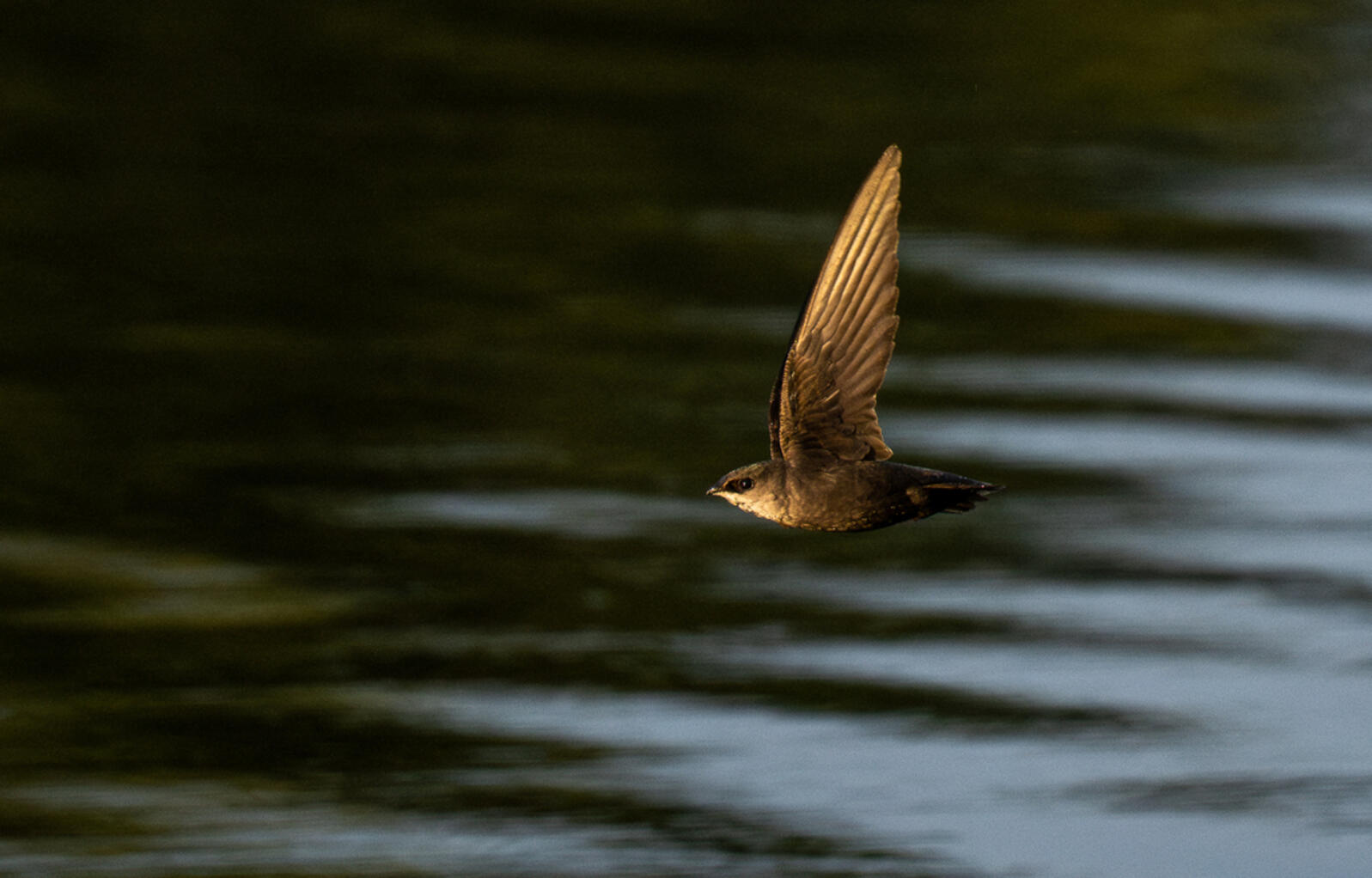 Chimney Swift flying above the water