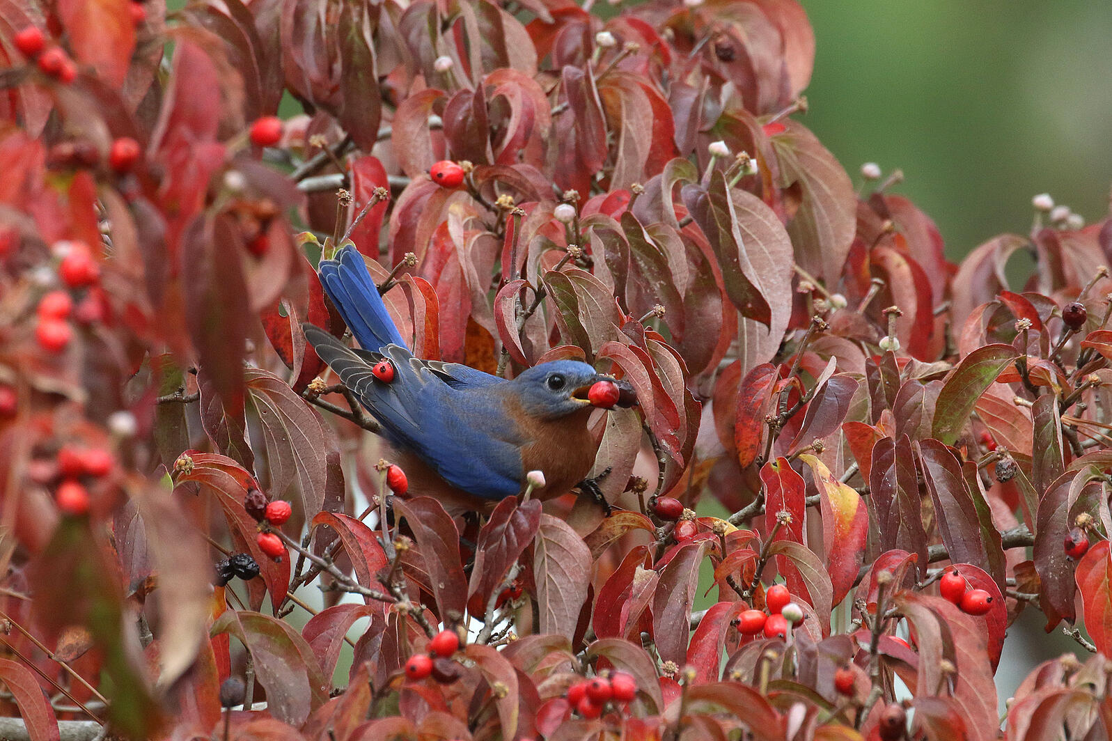Eastern Bluebird in flowering dogwood.