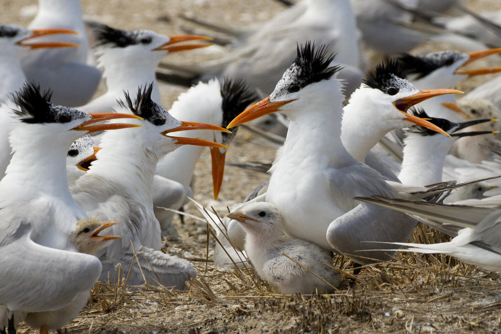 A tern with its chick at a nesting colony.