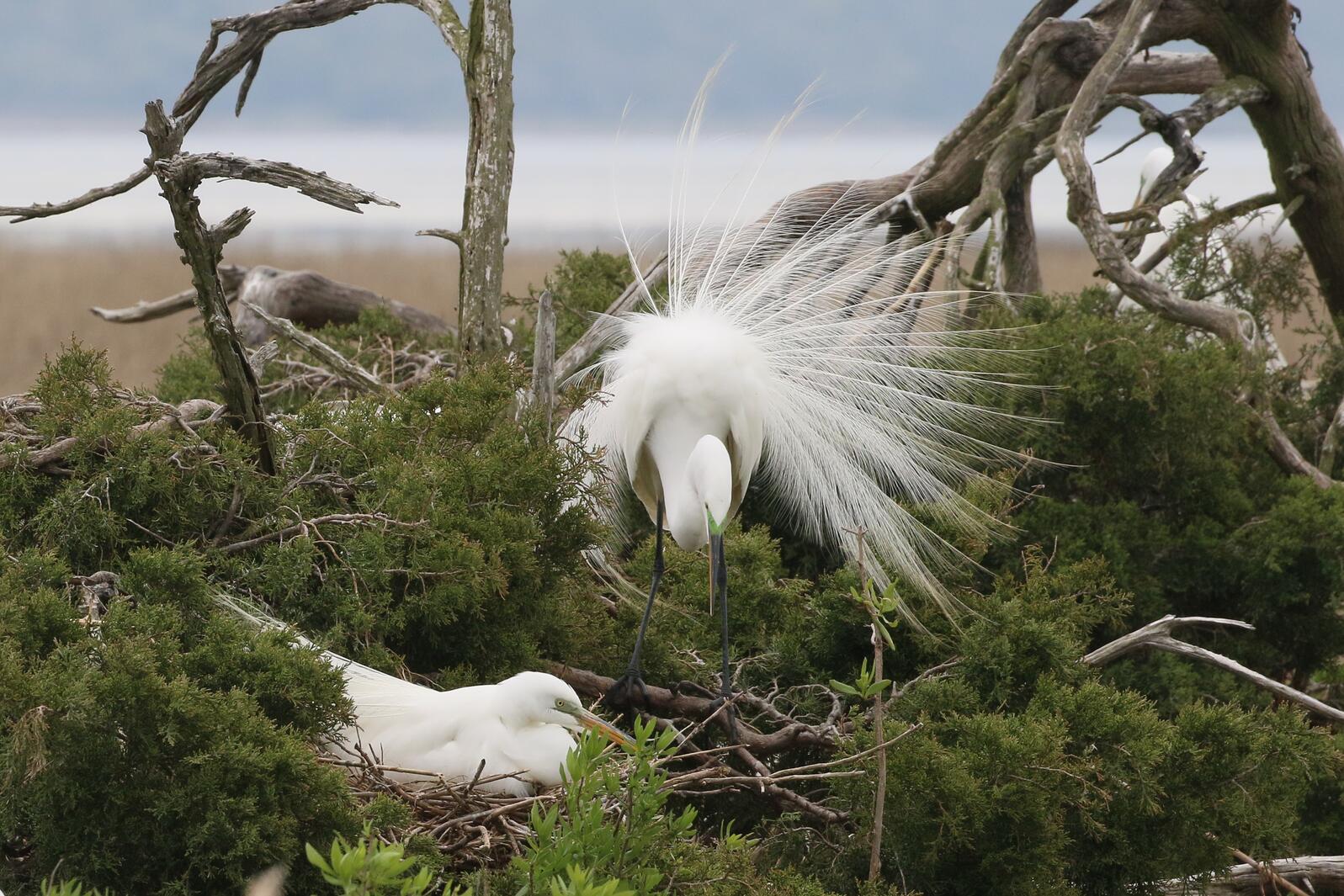 Egrets building nests.