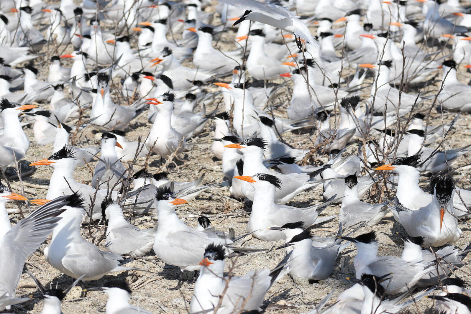 dozens of Royal and Sandwich terns sitting on their nests on a sandy island on the cape fear river