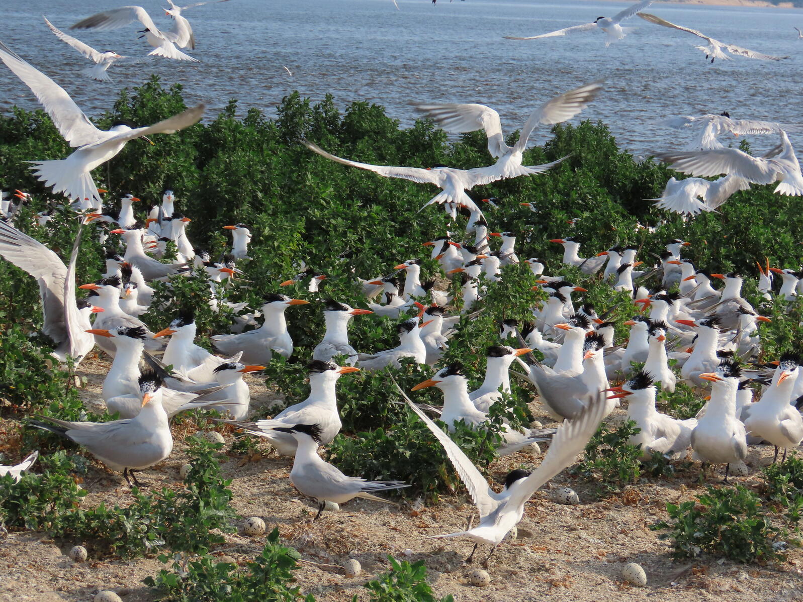 Royal and Sandwich Tern colony on the Cape Fear River. Photo: Lena Gallitano