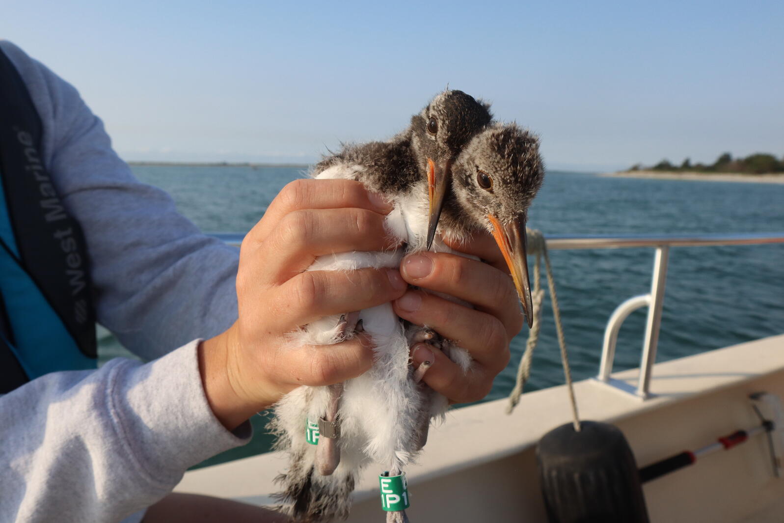 Oystercatcher chicks being held by a volunteer during the banding trip